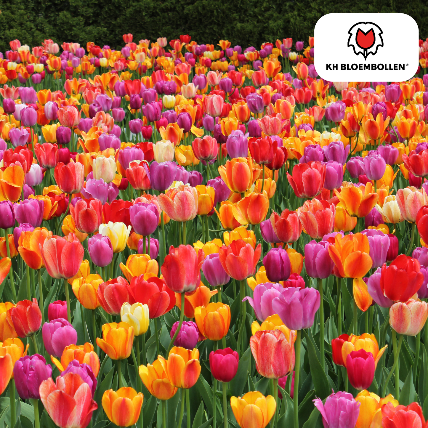 Tulpen-Zwiebel-Mix - 20 Stück