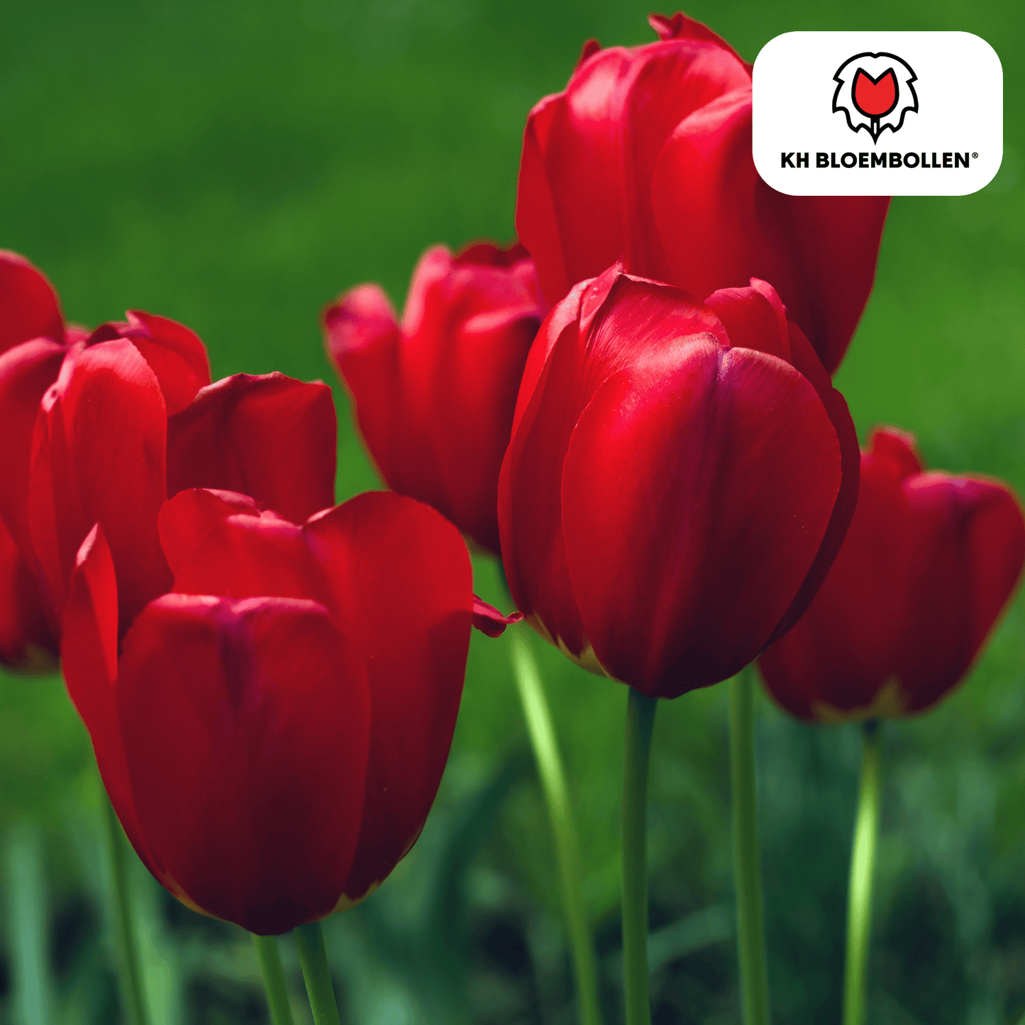 Tulpen-Zwiebeln - Seadov – 20  Stück