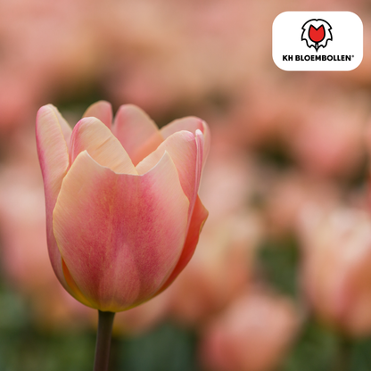 Tulpen-Zwiebeln - Apricot Foxx – 20 Stück