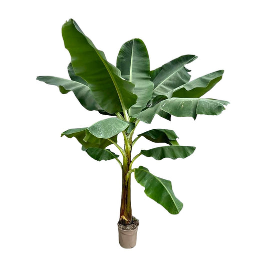Banane - Musa - 250 cm - ø30
