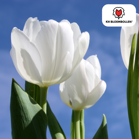 Tulpen-Zwiebeln – Catharina - 20 Stück