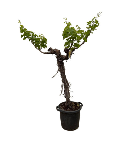 Weinstock (Vitis Vinifera) Hochstamm - 220cm - ø55