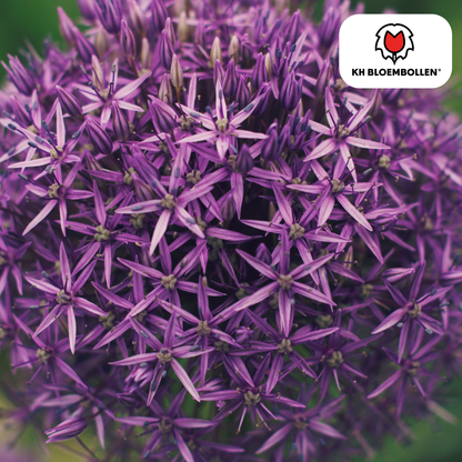 Allium-Zwiebeln - Globemaster - 5 Stück