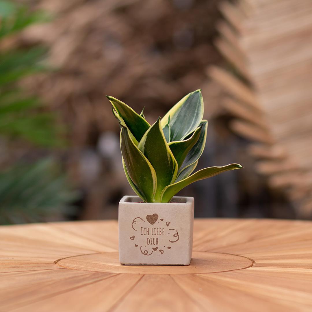 Geschenk Sansevieria | Ich liebe Dich