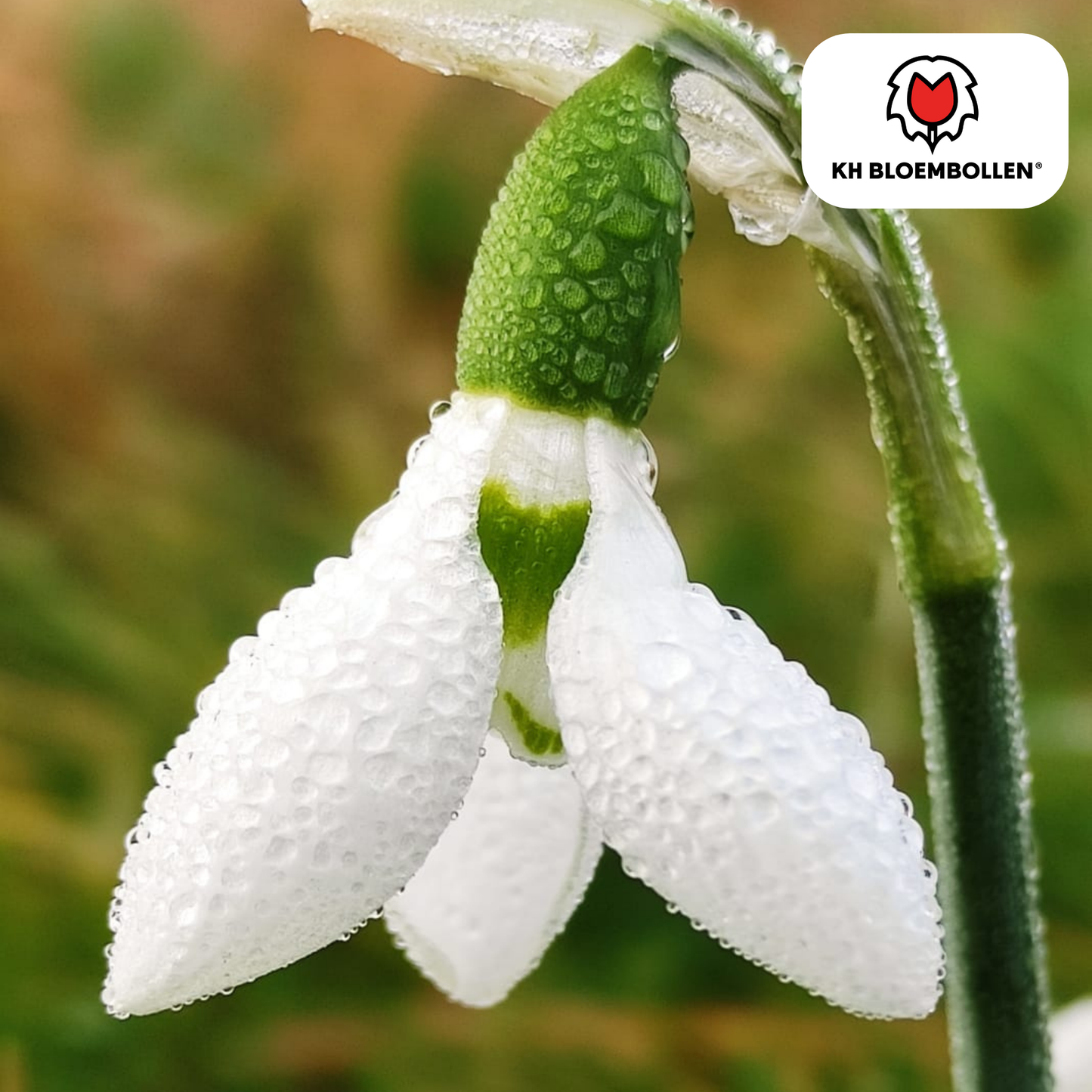 Schneeglöckchen-Zwiebeln -  30 Stück