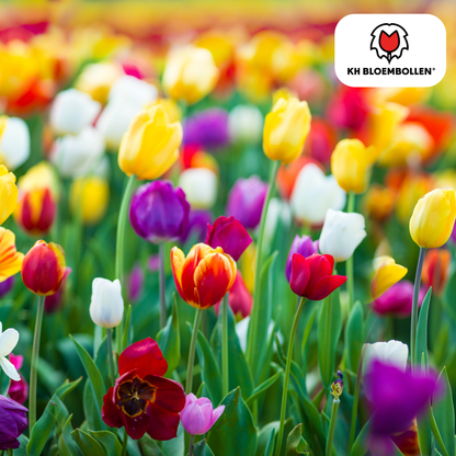 Tulpen-Zwiebel-Mix - 20 Stück