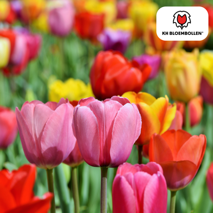 Tulpen-Zwiebel-Mix - 20 Stück