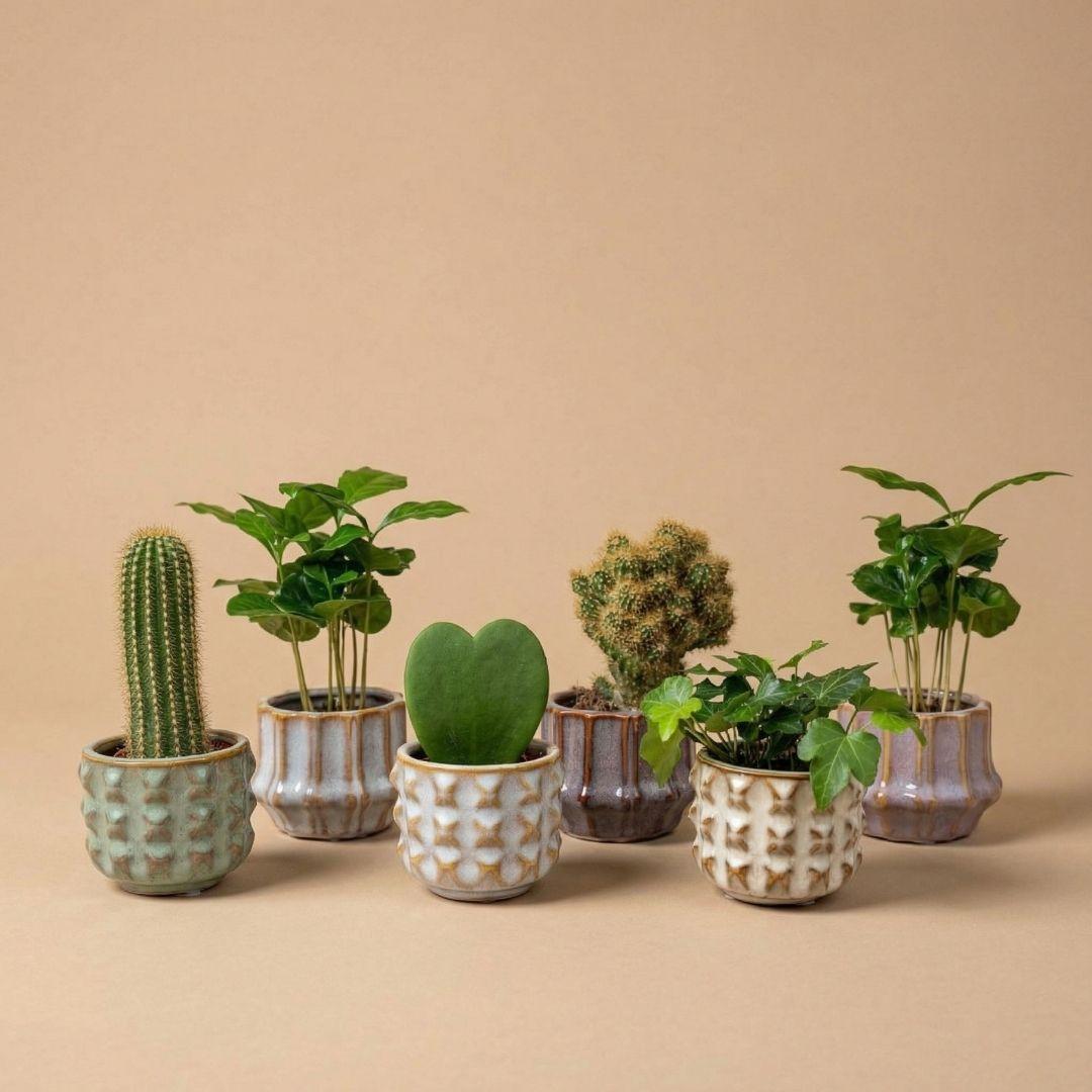 Pflanzen set von 6 mit topf set San Juan - Kaktus mix - Ø 6 cm