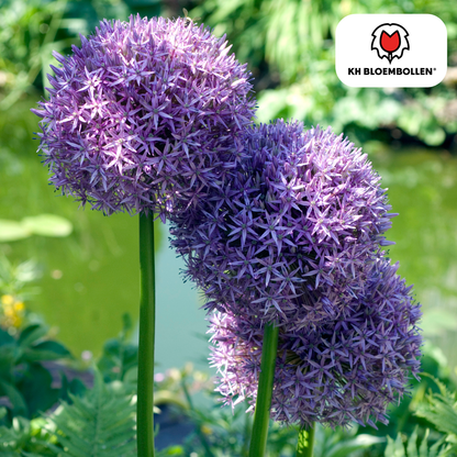 Allium-Zwiebeln - Globemaster - 5 Stück