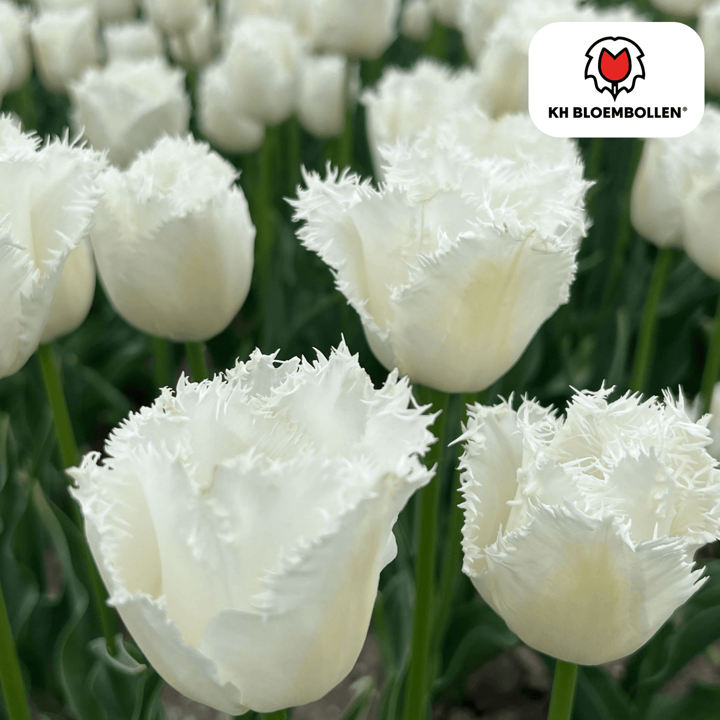Tulpen-Zwiebeln - Honeymoon – 20 Stück