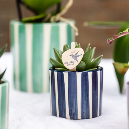 Set Orchidee Lima und Sukkulenten in keramischen Ziertöpfen – Topfgröße Ø9 cm & Ø6 cm