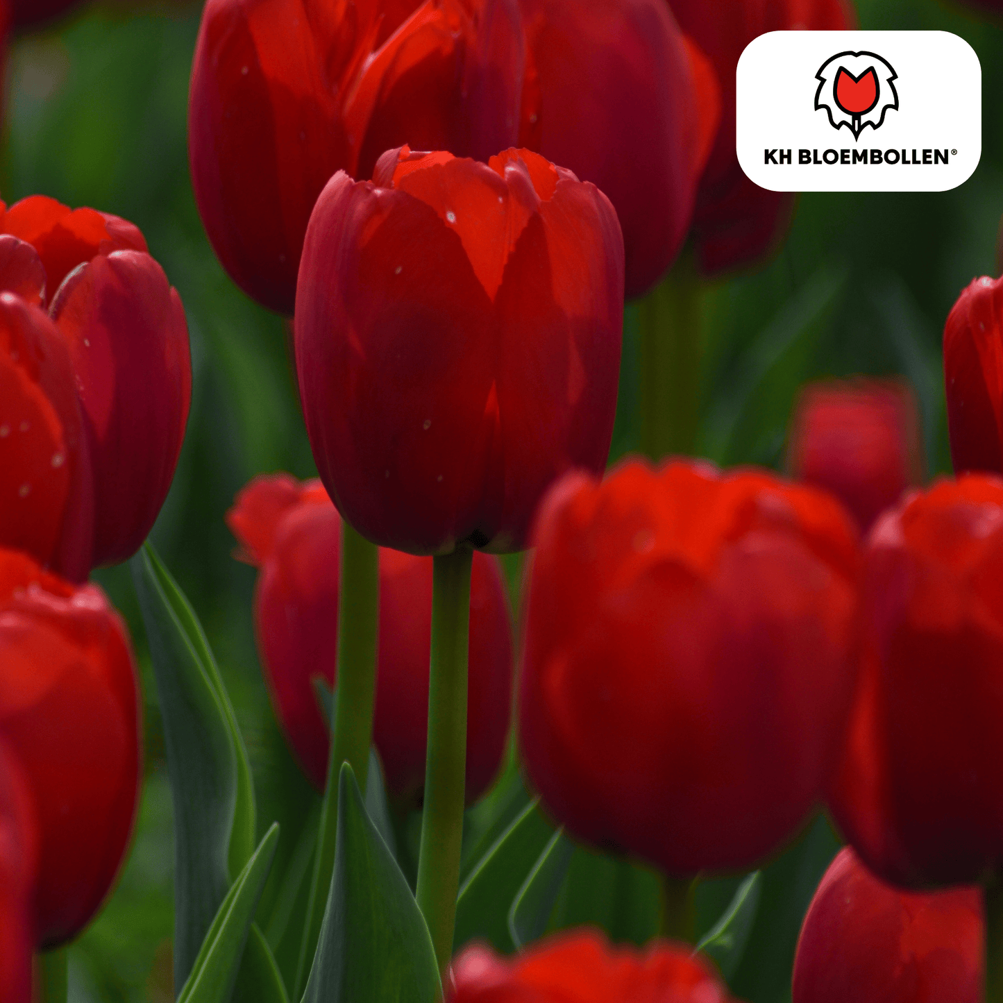 Tulpen-Zwiebeln - Seadov – 20  Stück