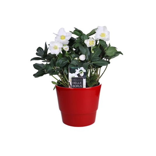 Helleborus Niger 'Christmas Carol Early' XL - Ø17cm - ↕30cm + Pot Basic D18x15cm - Rot