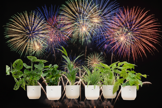 6er Set Zimmerpflanzen im Keramiktopf – Überraschungs-Pflanzen Ø 14 cm mit verschiedenen Topffarben