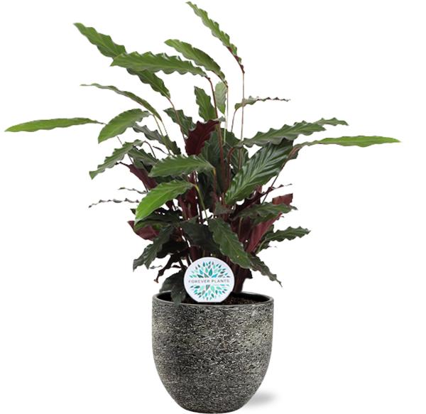 Calathea Rufibarba - Ø21cm - ↕85cm + Tim Pot D24x22cm - Schwarz Weiß