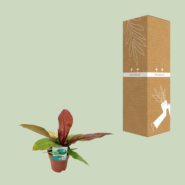 Philodendron Prince Of Orange - Ø19cm - ↕45cm