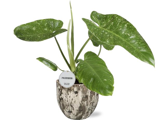 Philodendron Jose Buono - Ø15cm - ↕45cm + Sem Pot D16x14cm - Braun