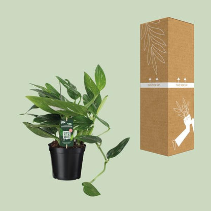 Philodendron Cobra Toef - Ø17cm - ↕50cm