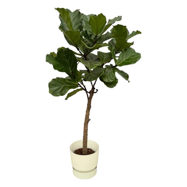 Ficus Lyrata Ø30 160cm + Übertopf