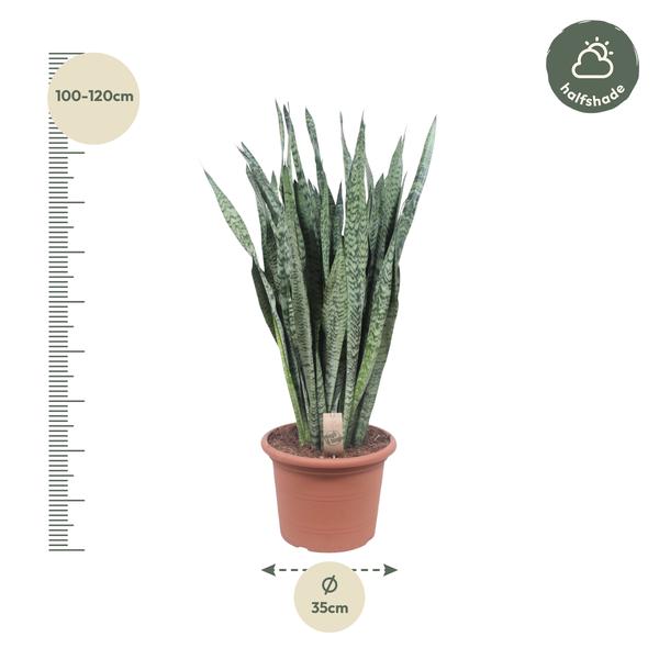 Sansevieria Zeylenica ø35 110cm