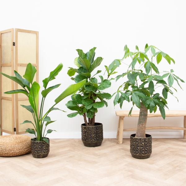 XXL-Set Strelitzia Nicolai 70 cm + Pachira Wout 130 cm + Ficus Lyrata verzweigt 160cm