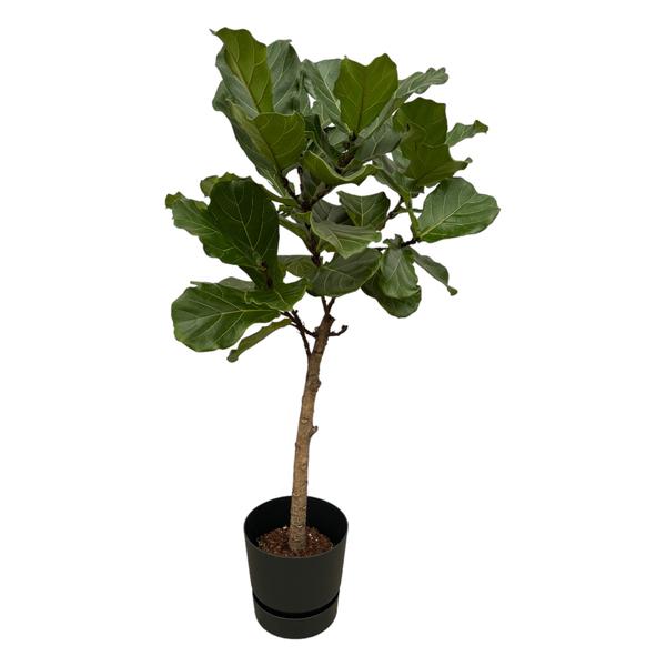 Ficus Lyrata Ø30 160cm + Übertopf