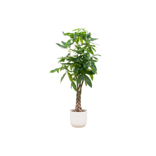 Pachira Aquatica Ø30 - 150 cm + farbiger Übertopf