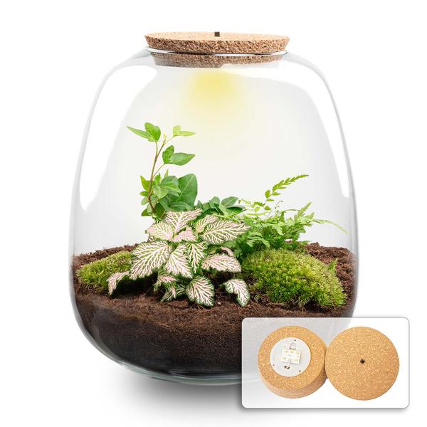 Pflanzen Terrarium - Emma - DIY kit - ↑ 25 cm - Ø 23 cm - Fittonia Pink Tiger + LED