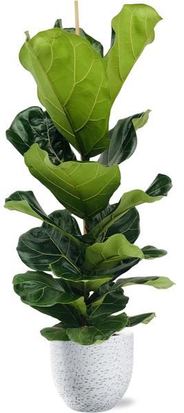 Ficus Lyrata - Ø21cm - ↕100cm + Tim Pot D24x22cm - Weiß