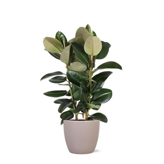 Ficus Elastica Robusta Ø27cm - ↕115cm + Übertopf