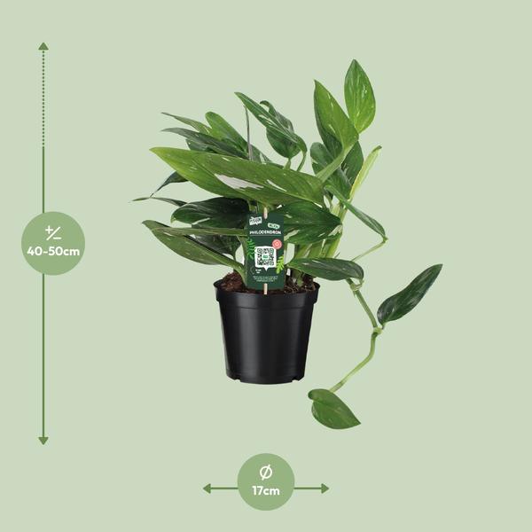 Philodendron Cobra Toef - Ø17cm - ↕50cm