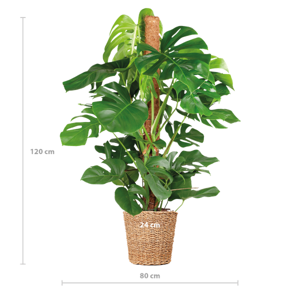 Monstera Deliciosa XL mit Torun-Korb – 120 cm – Ø24