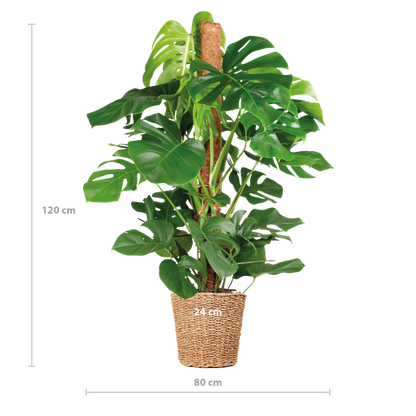 Monstera Deliciosa XL mit Torun-Korb – 120 cm – Ø24