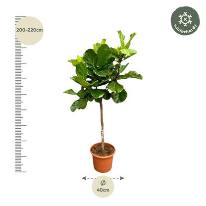 Ficus Lyrata Ø40 210cm