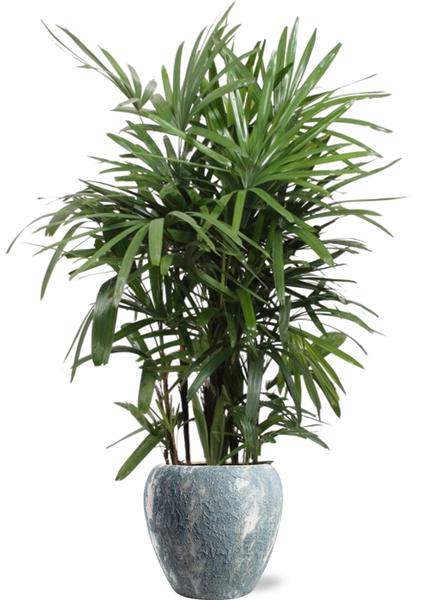 Rhapis Excelsa - Ø27cm - ↕120cm + Doug Pot D29x26cm - Grau Weiß