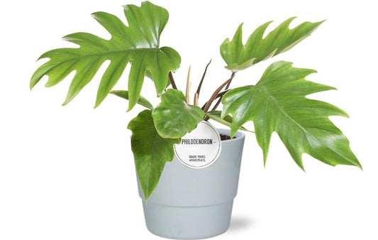 Philodendron Mayoi - Ø15cm - ↕35cm + Pot Basic D16x13,5cm - Weiß