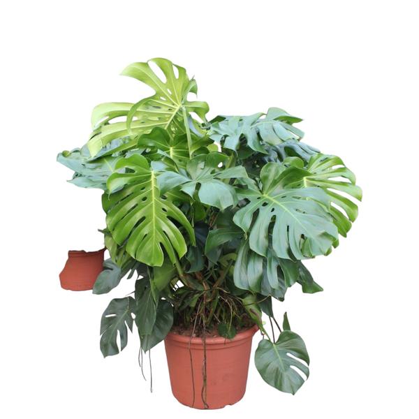 Monstera Deliciosa XXXL - 130 cm - ø55