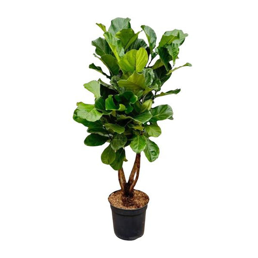 Ficus Lyrata verzweigt Ø32 200cm