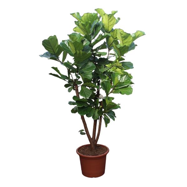 Ficus Lyrata verzweigt Ø50 240cm