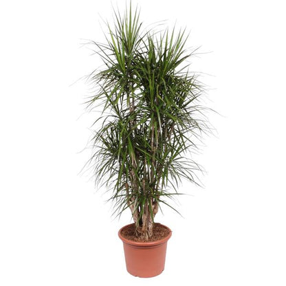 Dracaena Marginata - 190 cm - ø35