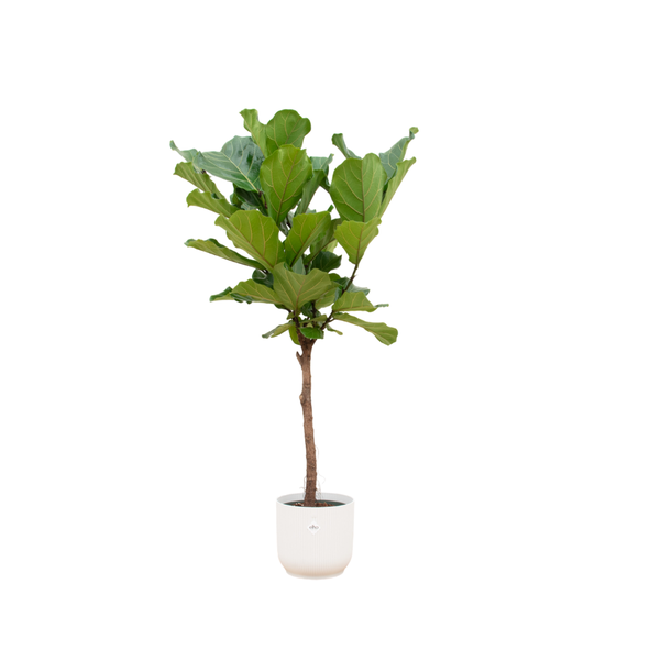 Ficus Lyrata Ø30 160cm + farbiger Übertopf