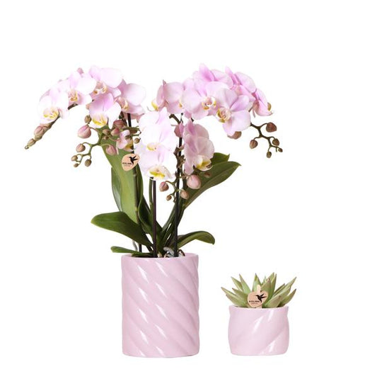 Set Rosa Phalaenopsis Orchidee Portugal + Sukkulente inkl. Keramik-Dekotöpfen