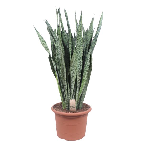 Sansevieria Zeylenica ø35 110cm