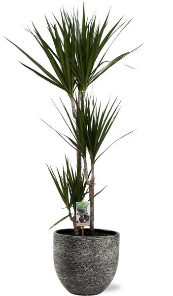 Dracaena Marginata - Ø21cm - ↕120cm + Tim Pot D24x22cm - Schwarz Weiß