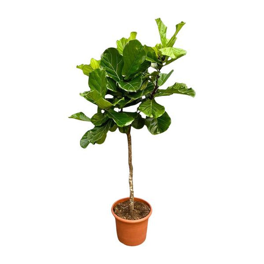 Ficus Lyrata Ø40 210cm