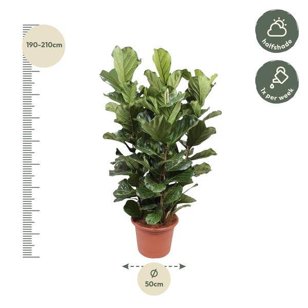 Ficus Lyrata Ø50 200cm