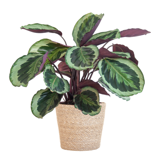 Calathea Medaillon mit Sofia-Korb natur - 65cm - Ø21