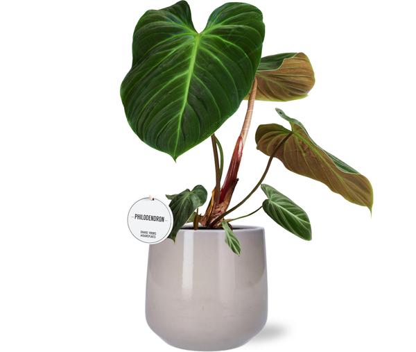 Philodendron El Choco Red - Ø15cm - ↕50cm + Puglia Pot D16,5/18x16cm - Grau