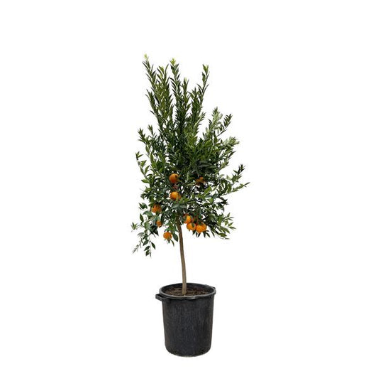 Mandarine - Citrus Mandarino - 200 cm - ø40