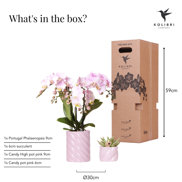 Set Rosa Phalaenopsis Orchidee Portugal + Sukkulente inkl. Keramik-Dekotöpfen